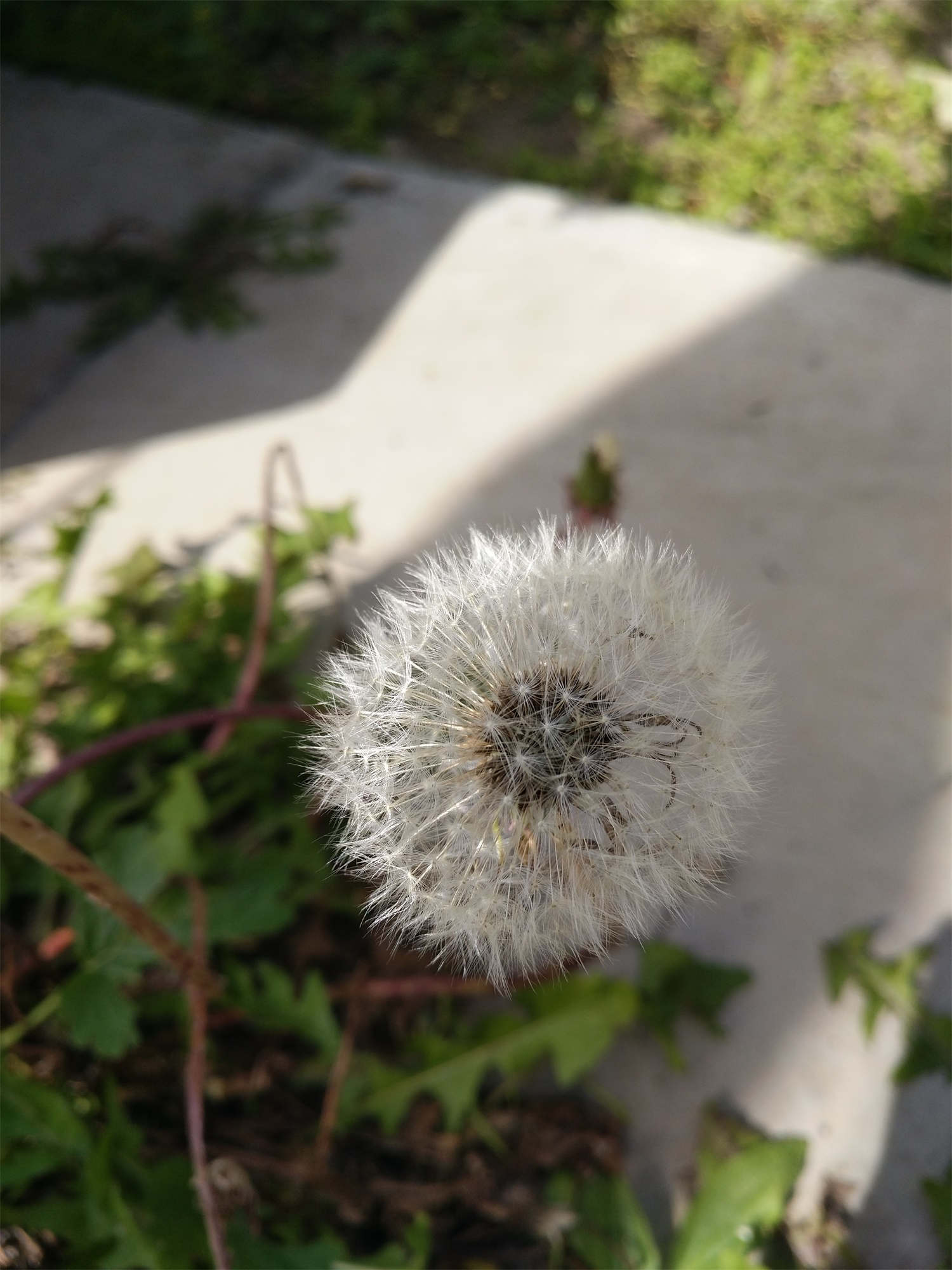 蒲公英的种植方法