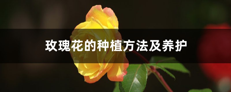 <b>玫瑰花的种植方法及养护</b>