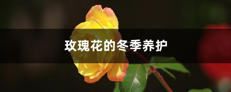 <b>玫瑰花的冬季养护</b>