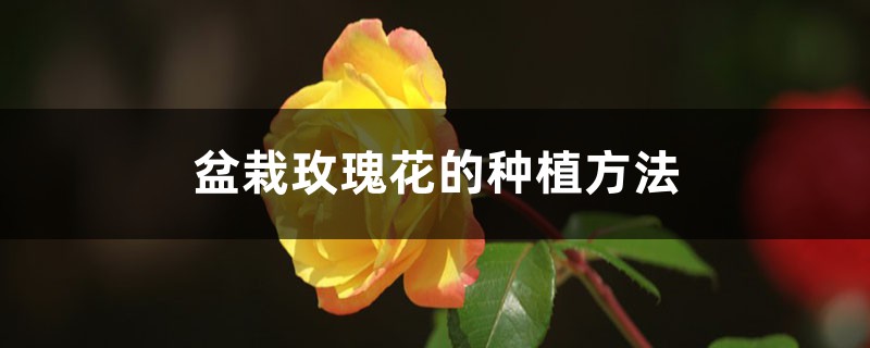 <b>盆栽玫瑰花的种植方法</b>
