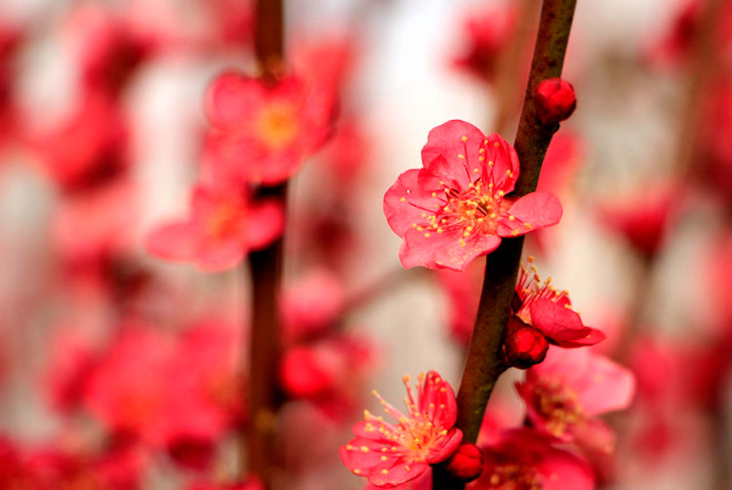 梅花为什么不开花