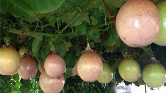<b>这种“果子”种在阳台，60天藤蔓可爬墙，3个月结的果实一箩筐</b>