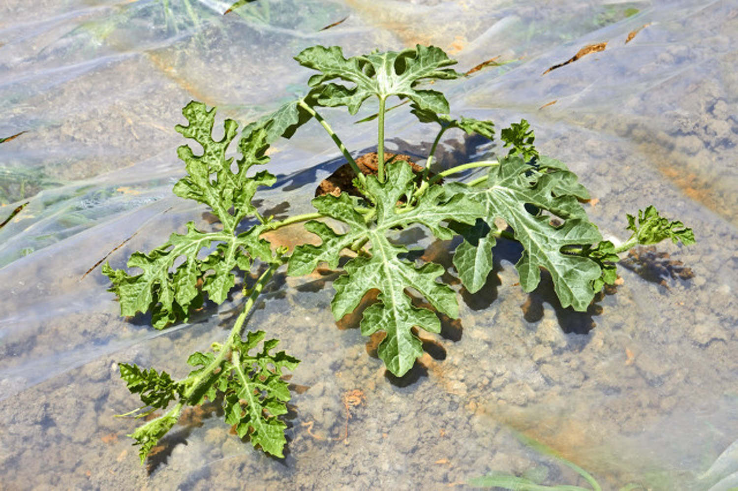 阳台的西瓜种植方法