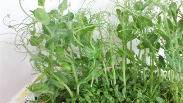 <b>阳台豌豆的种植方法</b>