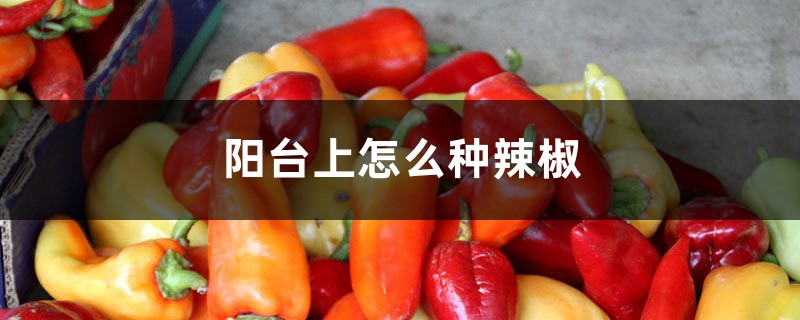 <b>阳台上怎么种辣椒</b>