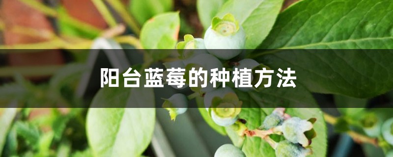 <b>阳台蓝莓的种植方法</b>