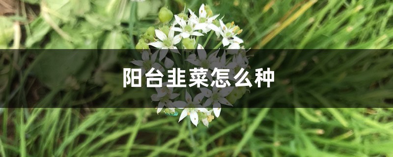 <b>阳台韭菜怎么种</b>