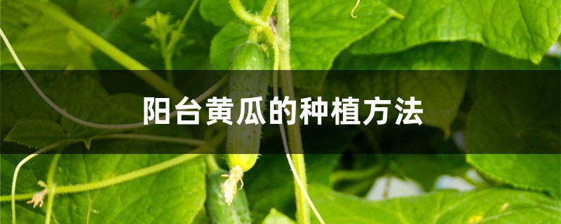 <strong>阳台黄瓜的种植方法</strong>