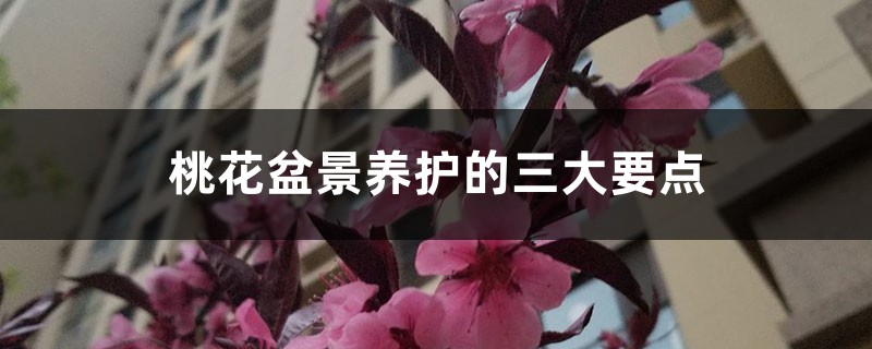 <strong>桃花盆景养护的三大要点</strong>