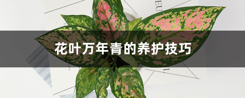 <strong>花叶万年青的养护技巧</strong>