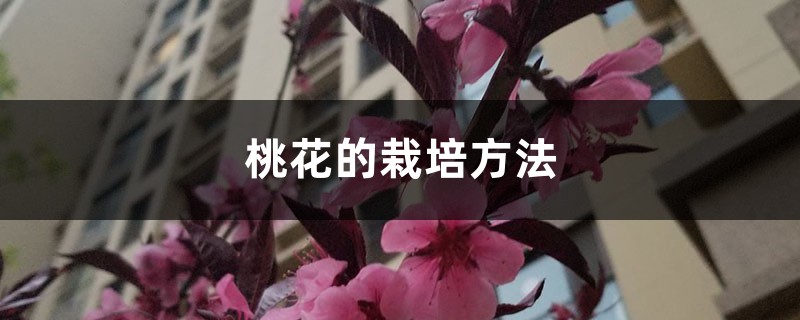 <b>桃花的栽培方法</b>