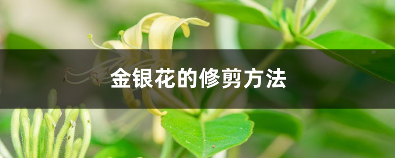 <b>金银花的修剪方法</b>