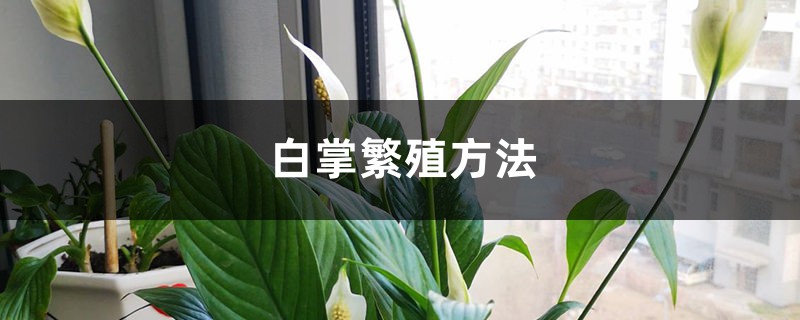 <b>白掌繁殖方法</b>