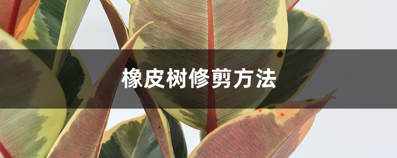 <b>橡皮树修剪方法</b>