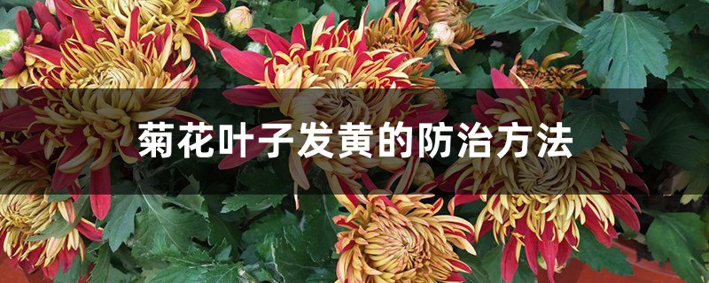 <strong>菊花叶子发黄的防治方法</strong>