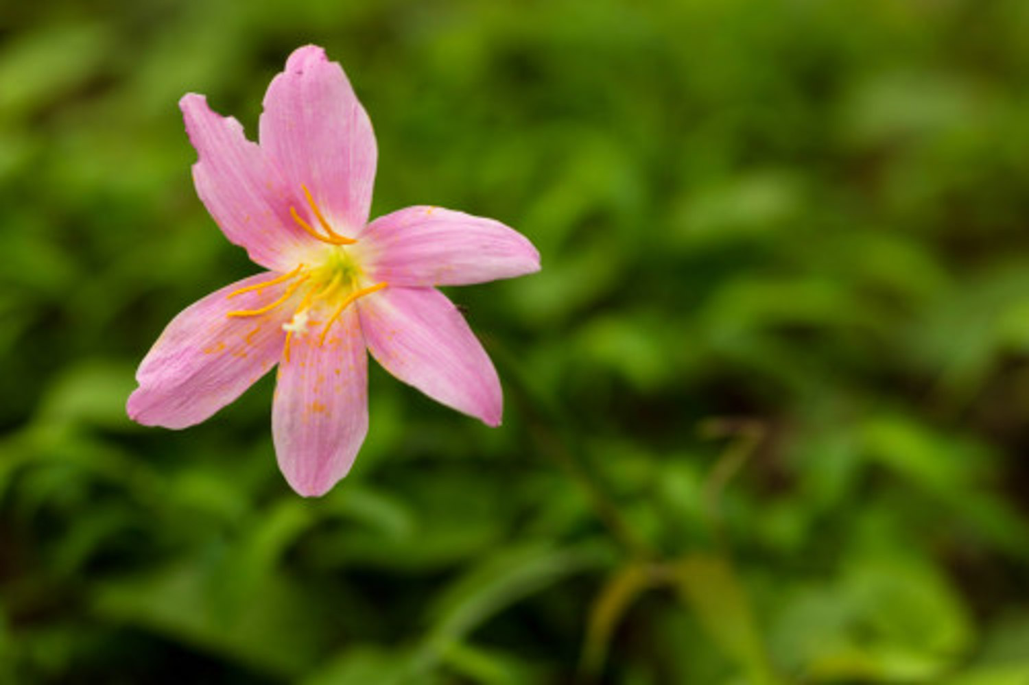 韭菜莲叶子枯黄怎么解决，怎么处理