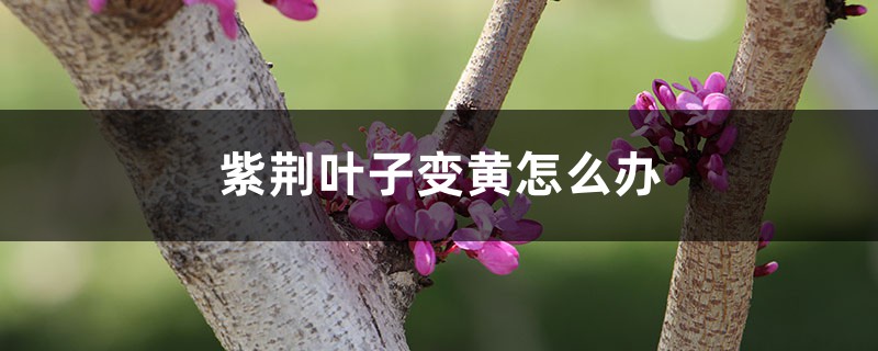 <strong>紫荆叶子变黄怎么解决，怎么处理</strong>