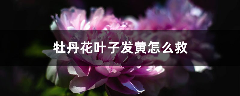 <strong>牡丹花叶子发黄怎么救</strong>