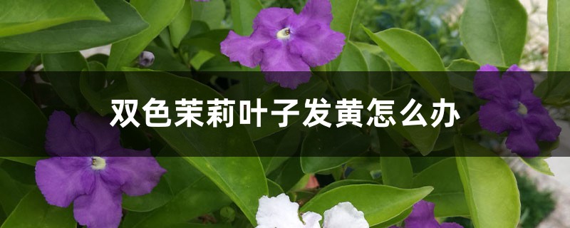 <strong>双色茉莉叶子发黄怎么解决，怎么处理</strong>