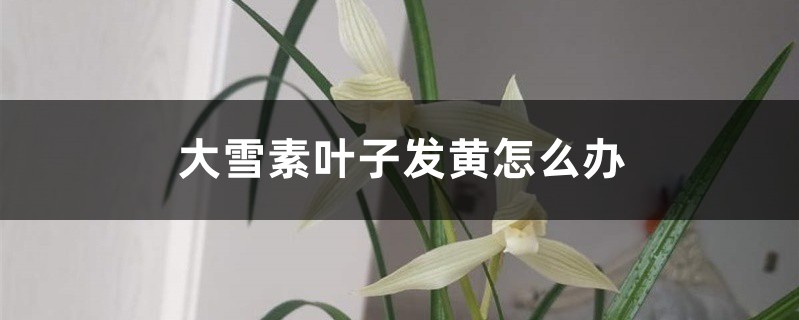 <strong>大雪素叶子发黄怎么解决，怎么处理</strong>