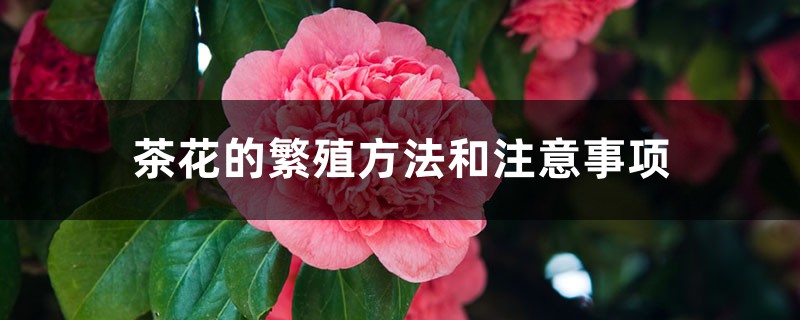 <strong>茶花的繁殖方法和要注意的事项</strong>