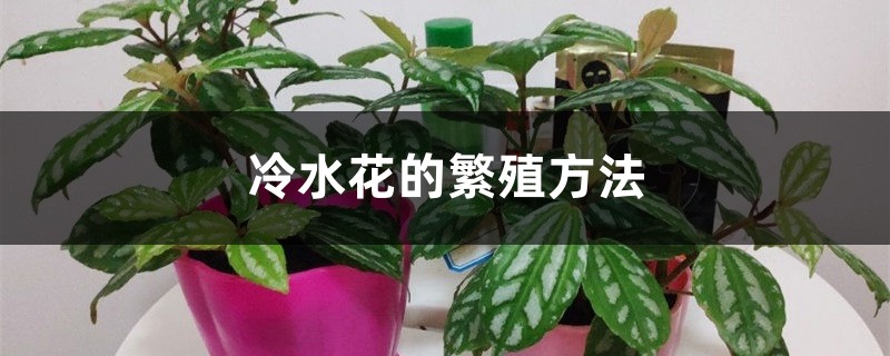 <b>冷水花的繁殖方法</b>