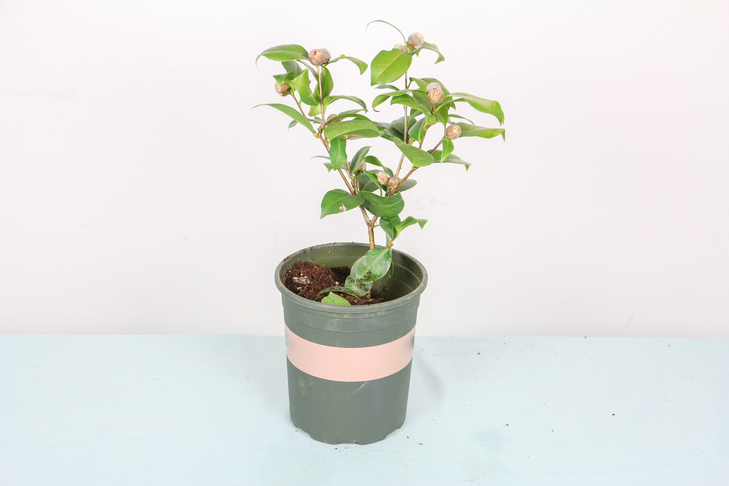 茶花 茶花烂根了怎么解决,怎么处理
