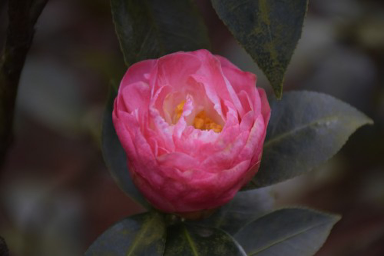 茶花 茶花烂根了怎么解决,怎么处理