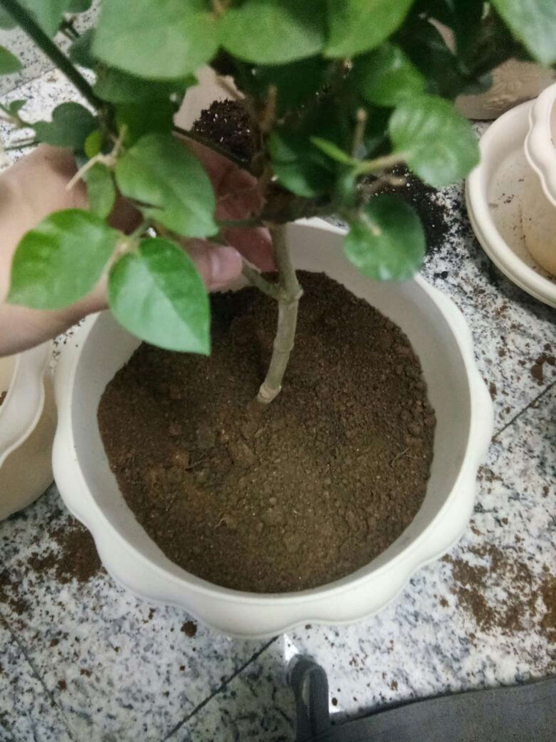 茉莉 茉莉花烂根了怎么解决,怎么处理