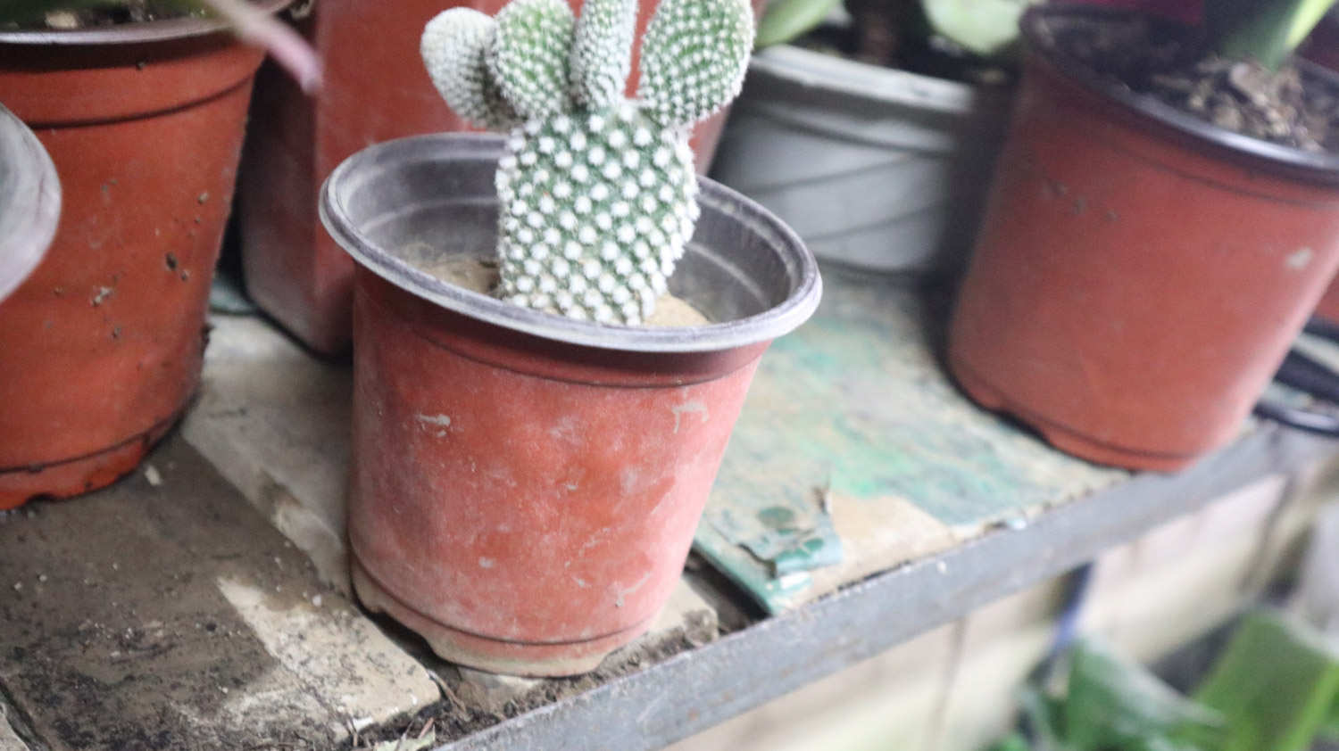仙人掌 仙人掌烂根烂茎怎么解决,怎么处理