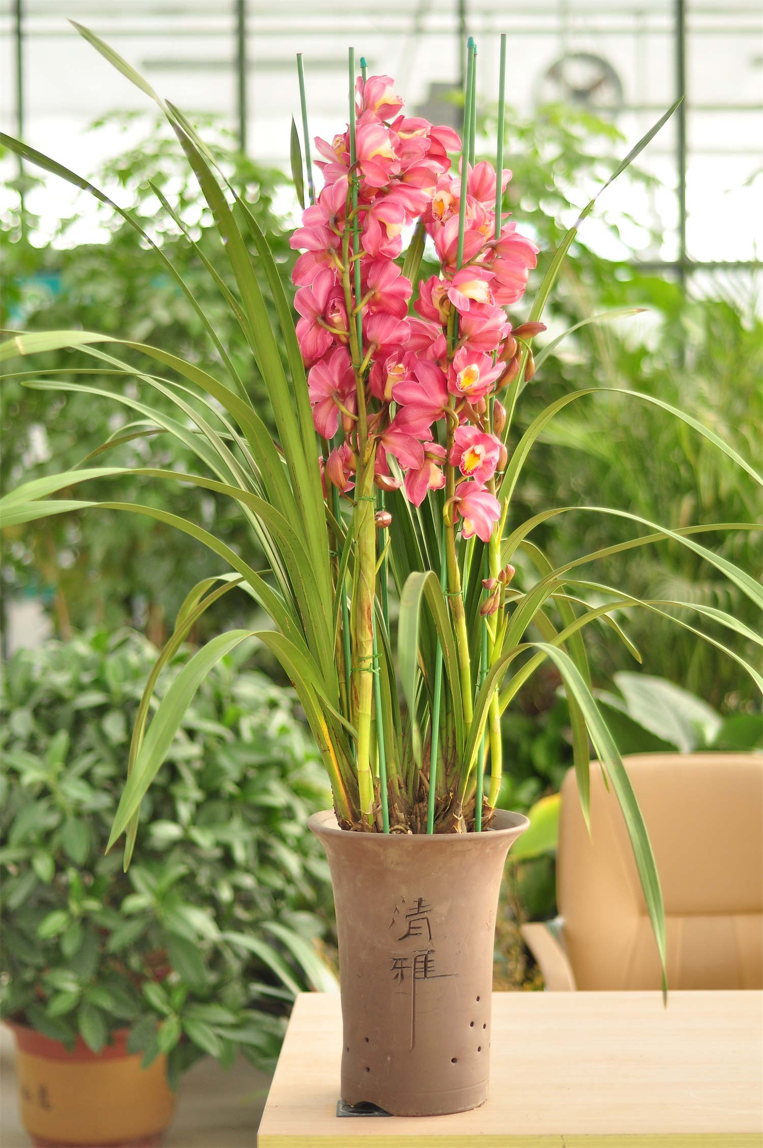 大花蕙兰 大花蕙兰烂根的救治方法