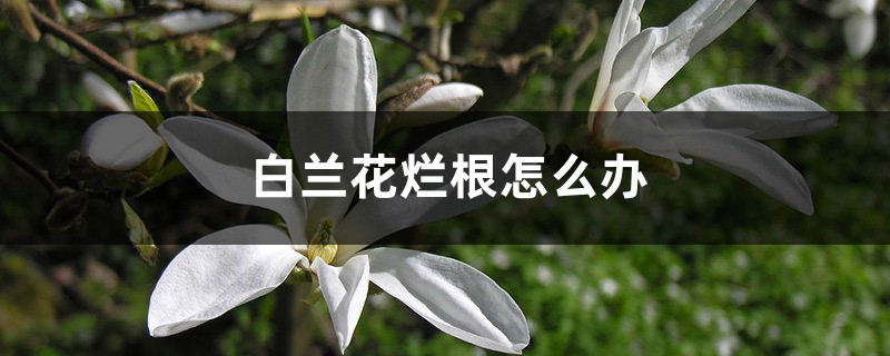 <strong>白兰花烂根怎么解决，怎么处理</strong>