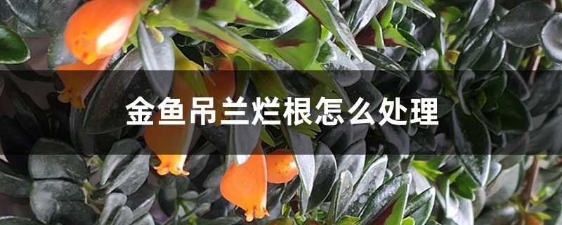 <b>金鱼吊兰烂根怎么处理</b>