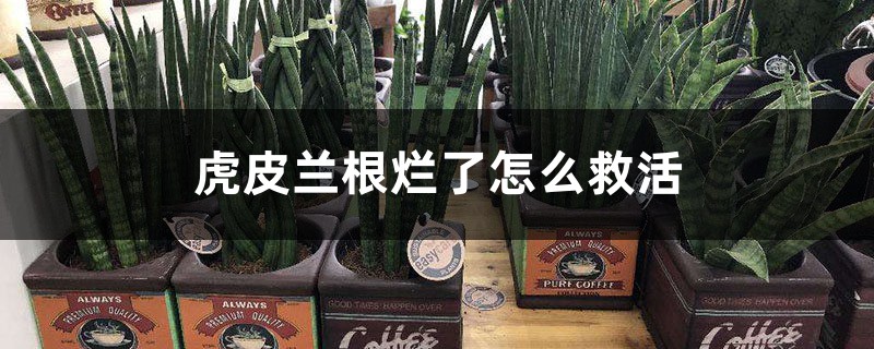 <b>虎皮兰根烂了怎么救活</b>