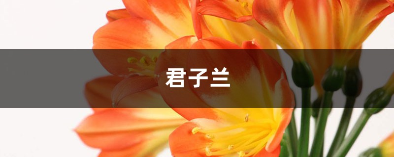 <strong>多肉君子兰...烂根必死！再不救，活不过夏天！</strong>