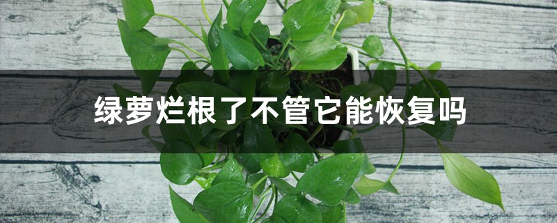 <strong>绿萝烂根了不管它能恢复吗</strong>