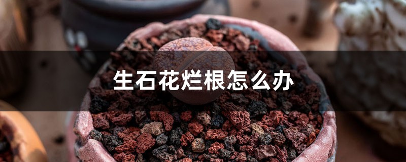 <b>生石花烂根怎么解决，怎么处理</b>