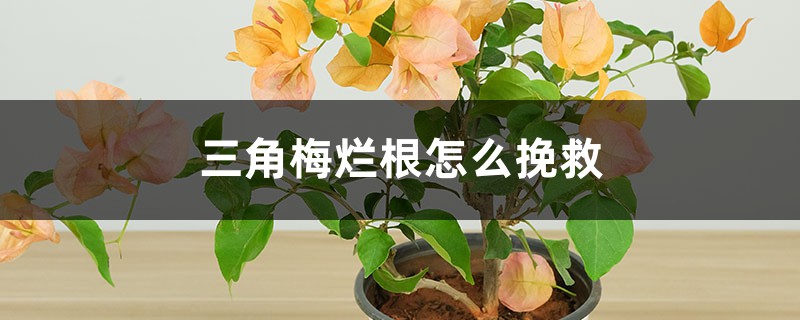 <b>三角梅烂根怎么挽救</b>