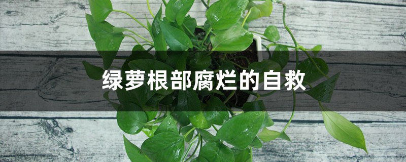 <b>绿萝烂根的原因及处理方法</b>