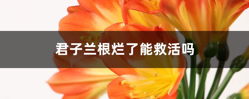 <b>君子兰根烂了能救活吗</b>