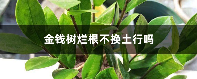 <b>金钱树烂根不换土行吗</b>