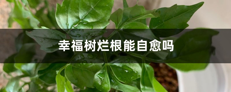 <b>幸福树烂根能自愈吗</b>