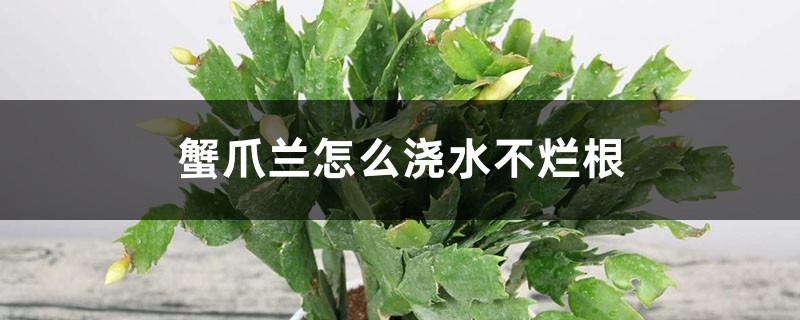 <b>蟹爪兰怎么浇水不烂根，烂根怎么解决，怎么处理</b>