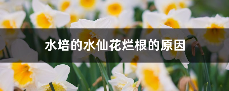 <b>水培的水仙花烂根的原因，怎么处理</b>