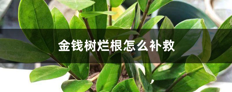 <strong>金钱树烂根怎么补救，烂根不换土行吗</strong>