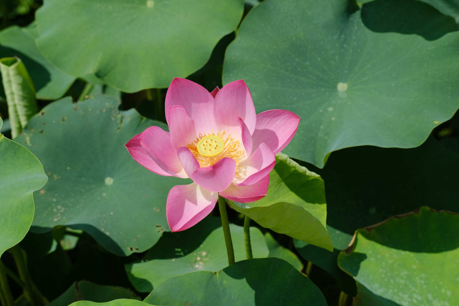 盆栽荷花烂根怎么解决，怎么处理，盆栽荷花烂根的原因和解决方法