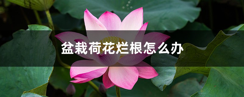 <strong>盆栽荷花烂根怎么解决，怎么处理，盆栽荷花烂根的原因和解决</strong>