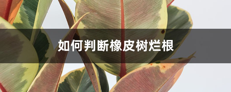 <strong>如何判断橡皮树烂根</strong>