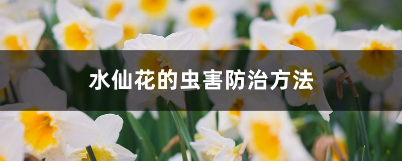 <b>水仙花的虫害防治方法</b>