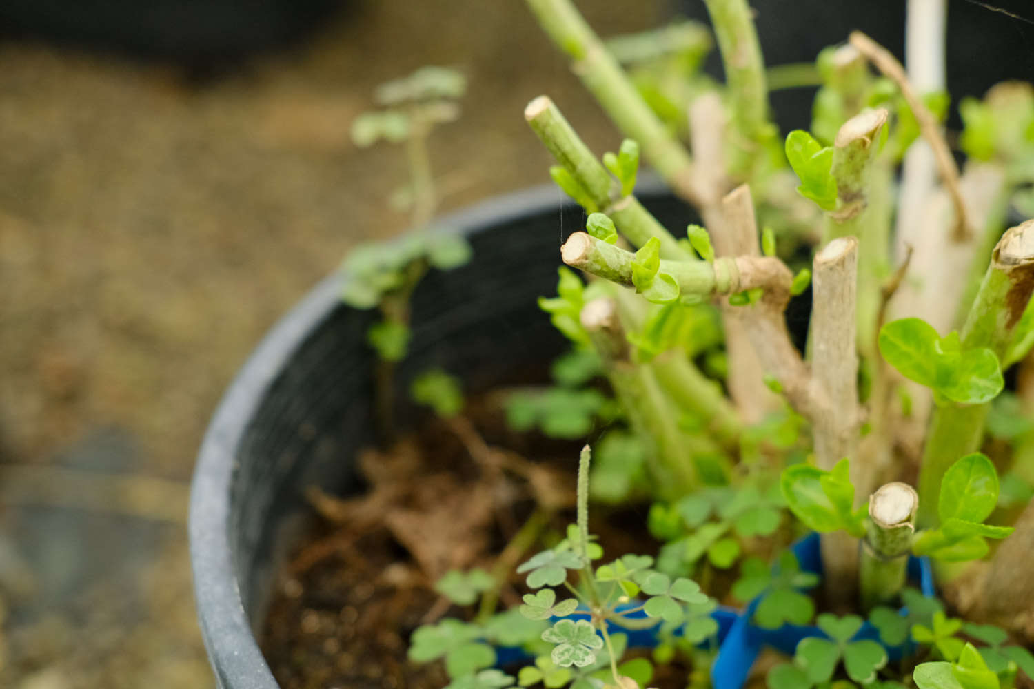 八仙花（绣球花）虫害防治